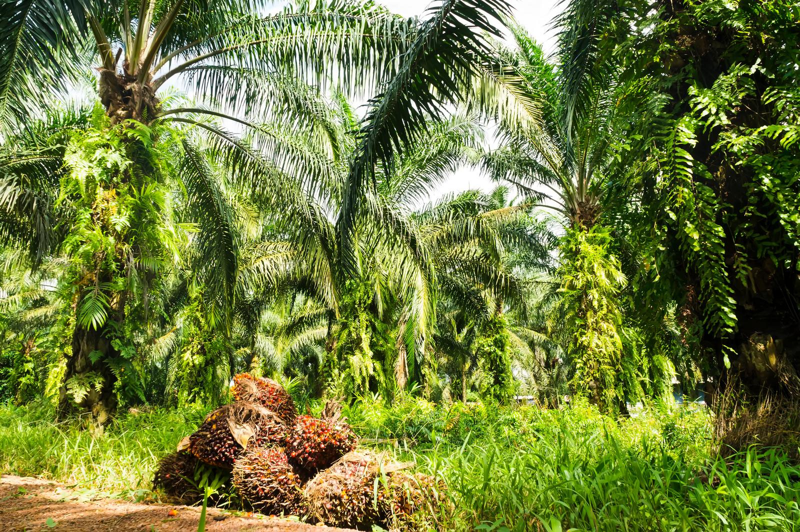 Perkebunan kelapa sawit PT. SMS di Riau