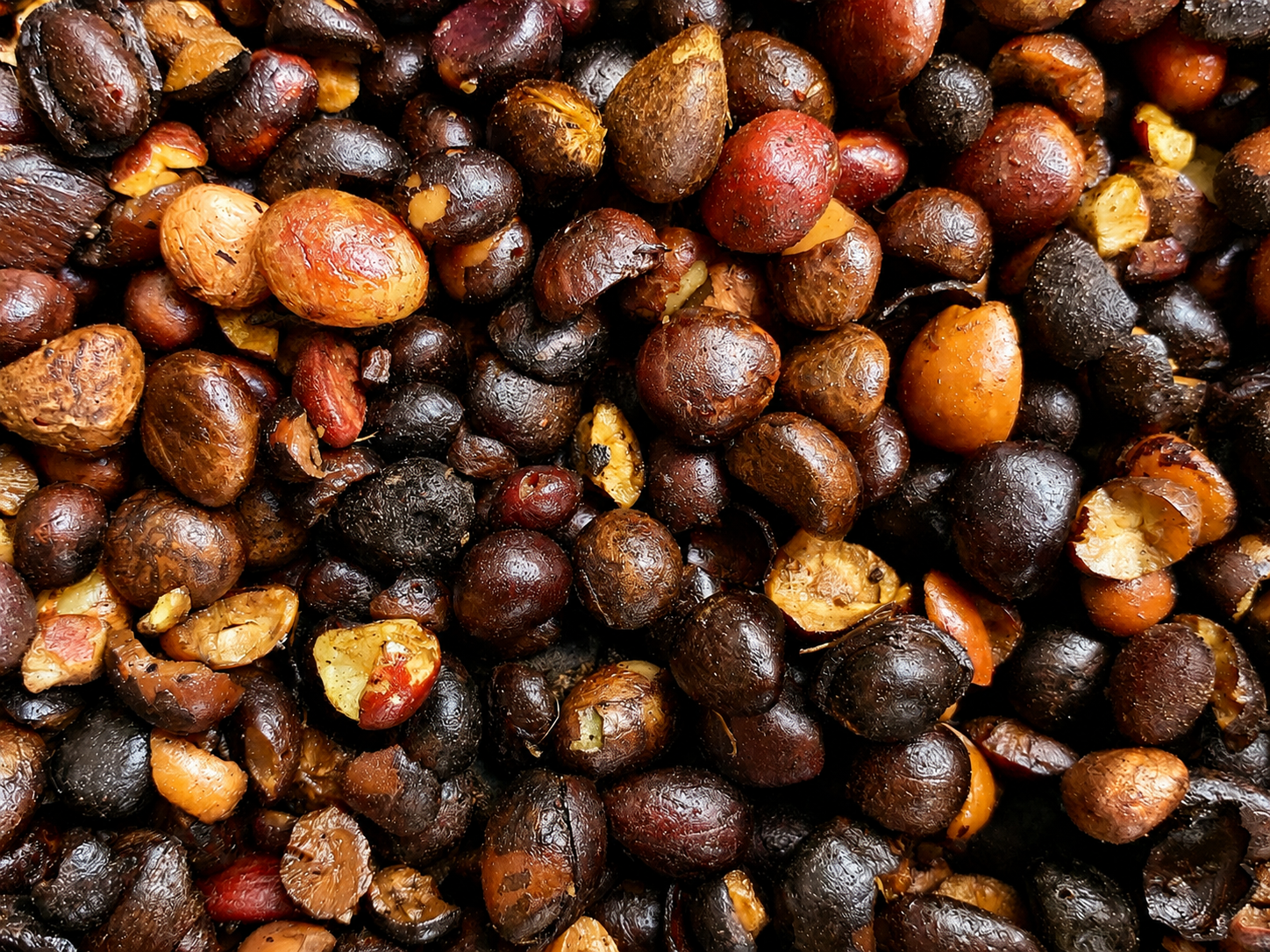 Palm Kernel